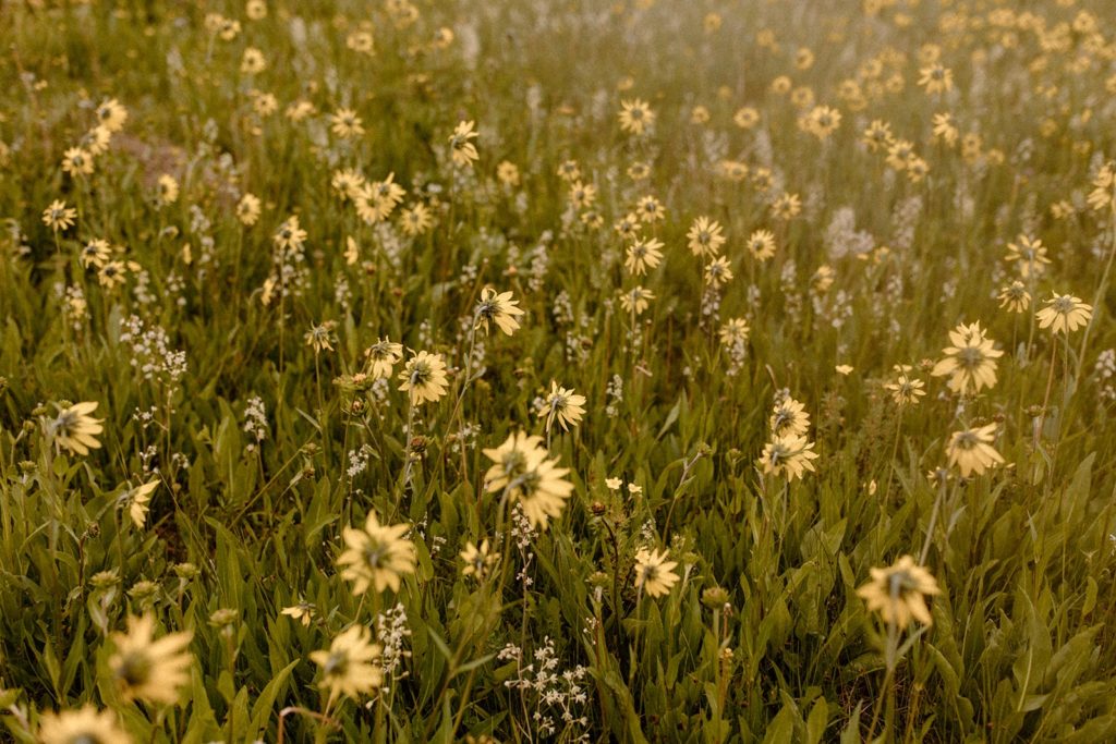 breckenridge elopement boreas pass: wildflower elopement